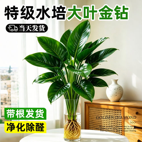 【带根更好养】水培金钻净化空气