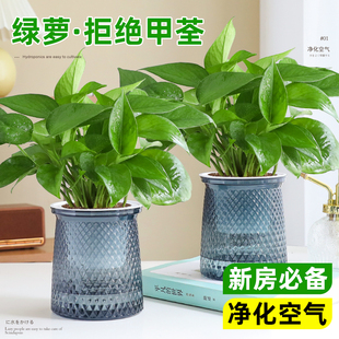 绿萝箩盆栽办公室内桌面绿植花卉水培植物新房净化空气好养除醛