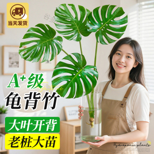 龟背竹水培植物室内客厅四季常青观叶老桩大叶好养活绿植净化空气