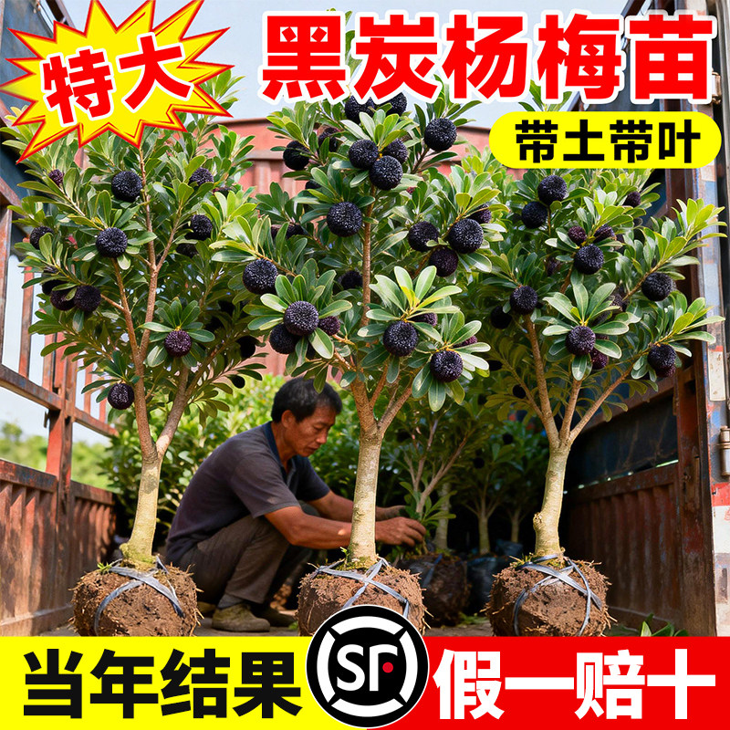 正宗黑炭杨梅树苗仙居东魁嫁接苗图片