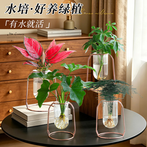 【超好养水培文竹】中古招财盆栽