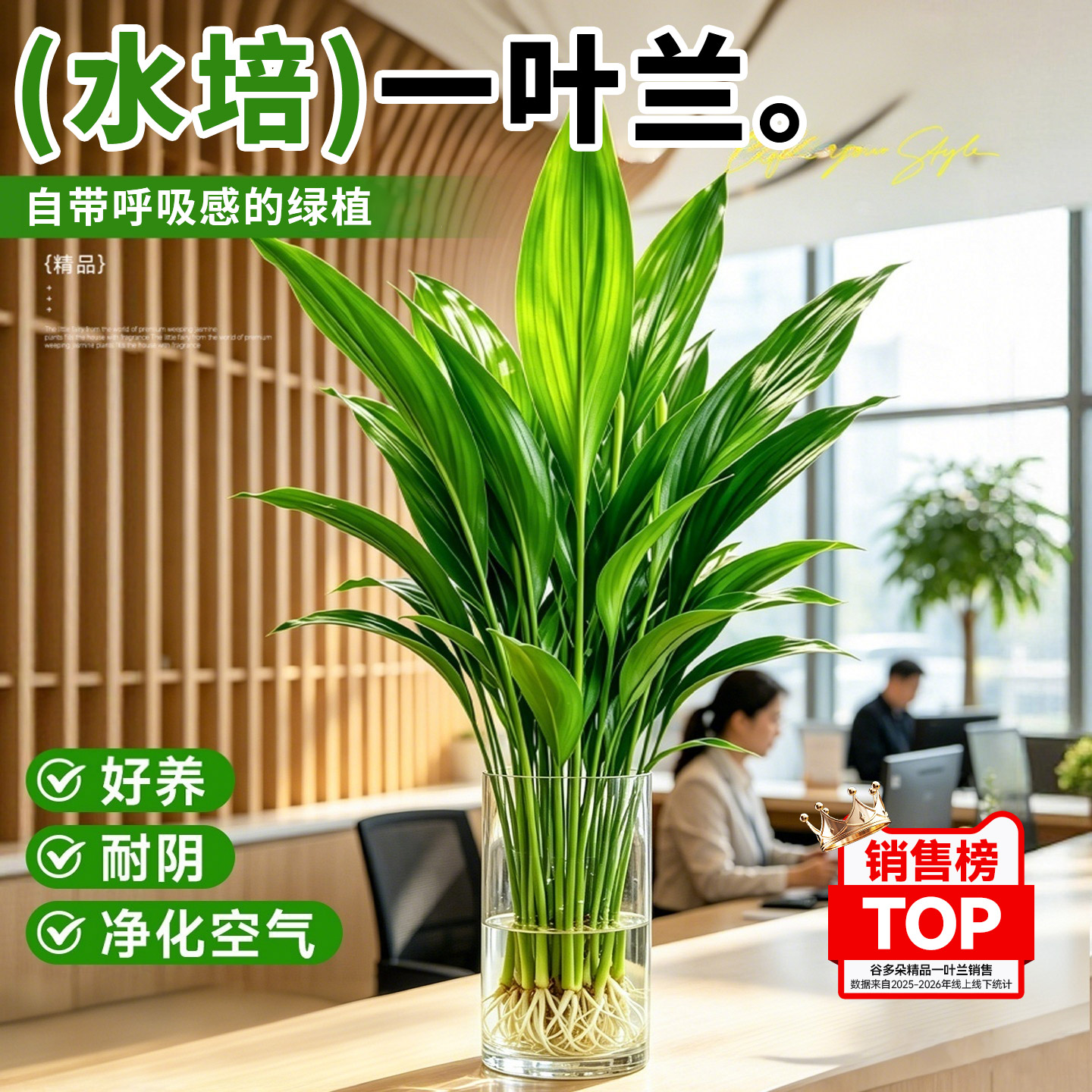 【净化除醛】水培一叶兰耐阴好养图片