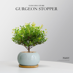 小叶赤楠盆栽金丝楠木客厅书房茶几植物办公室内桌面好养绿植盆景