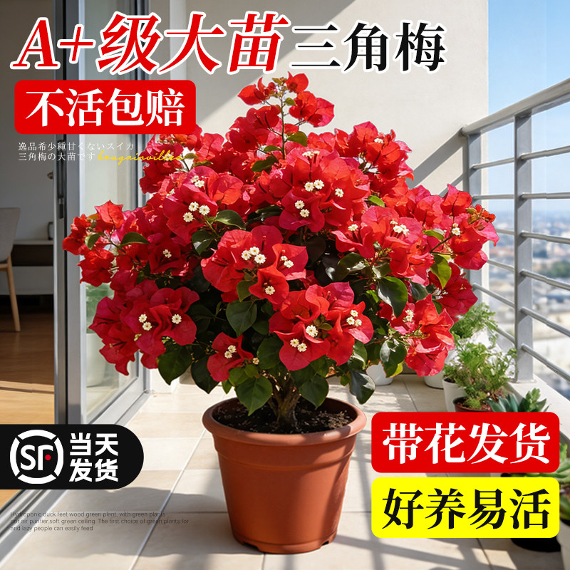中国红同安红三角梅盆栽老桩带花重瓣漳红樱绿樱花卉好养阳台植物