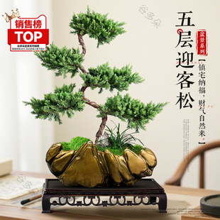 迎客松真树盆景五层塔松柏客厅办公室盆栽花卉乔迁开业四季常青