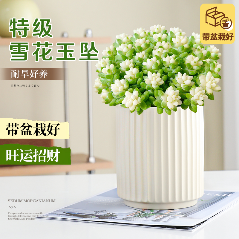 雪花玉坠多肉办公好养绿植小盆栽