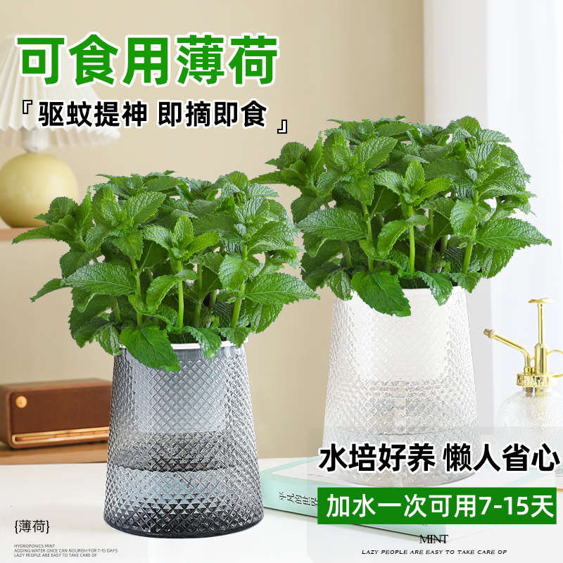 食用薄荷迷迭香盆栽水培植物花卉