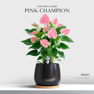 特级粉掌盆栽绿植带花室内客厅植物办公室桌面好养活花卉净化空气