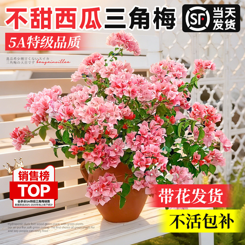 珍稀新品不甜西瓜三角梅盆栽带花绿樱漳红樱多季开花阳台绿植花卉