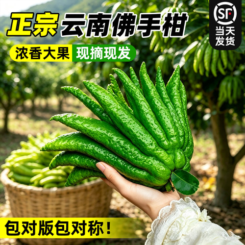 【天然香薰】佛手柑新鲜大果闻香