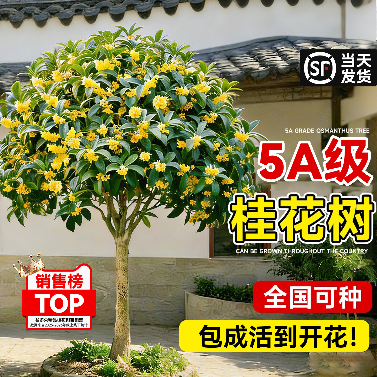 正宗桂花树苗四季桂金桂老桩大树别墅庭院地栽花卉四季开花卉浓香