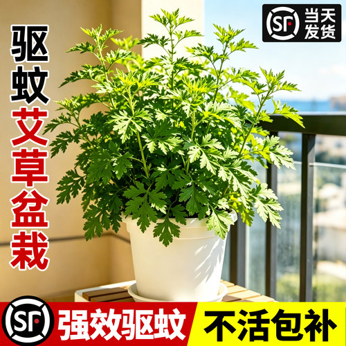 阳台端午绿植驱蚊植物艾草盆栽