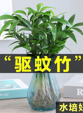 水培驱蚊竹柏植物室内水养绿植花卉盆栽办公室桌面四季常青好养活