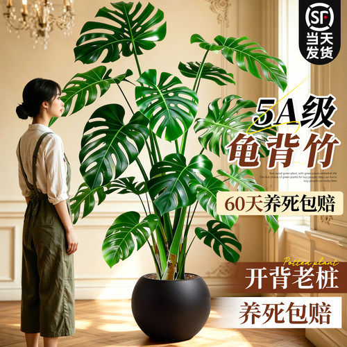 龟背竹客厅大盆栽大叶开背好养