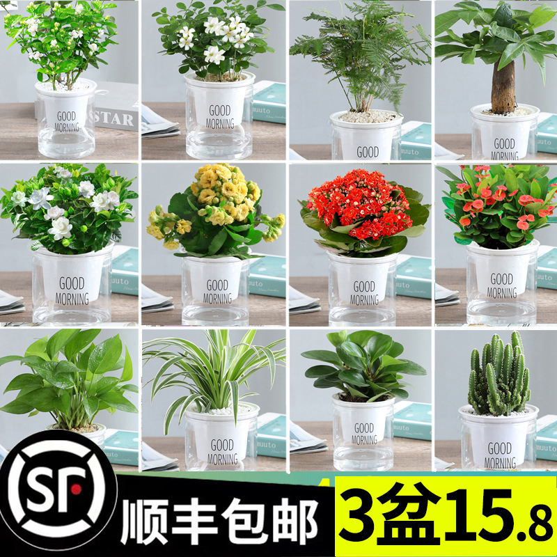 绿萝箩吊兰发财树花卉盆栽绿植办公室内小多肉植物除甲醛水培好养