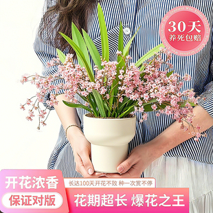 带花苞梦香兰盆栽室内办公桌面绿植文心兰浓香耐寒好养活水培植物