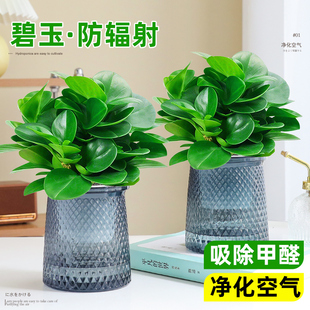 碧玉盆栽室内水培绿植花卉绿植物四季绿萝净化空气好养易活除气味