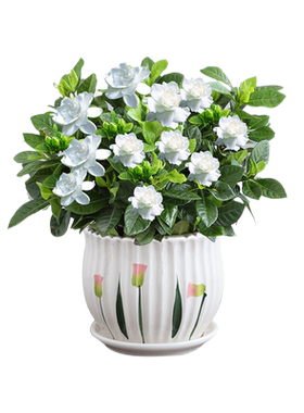 绿植阳台好养栀子花盆栽