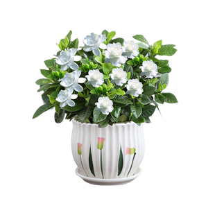 栀子花盆栽花卉植物室内带花苞枝枝花绿植浓香阳台多季开花好养
