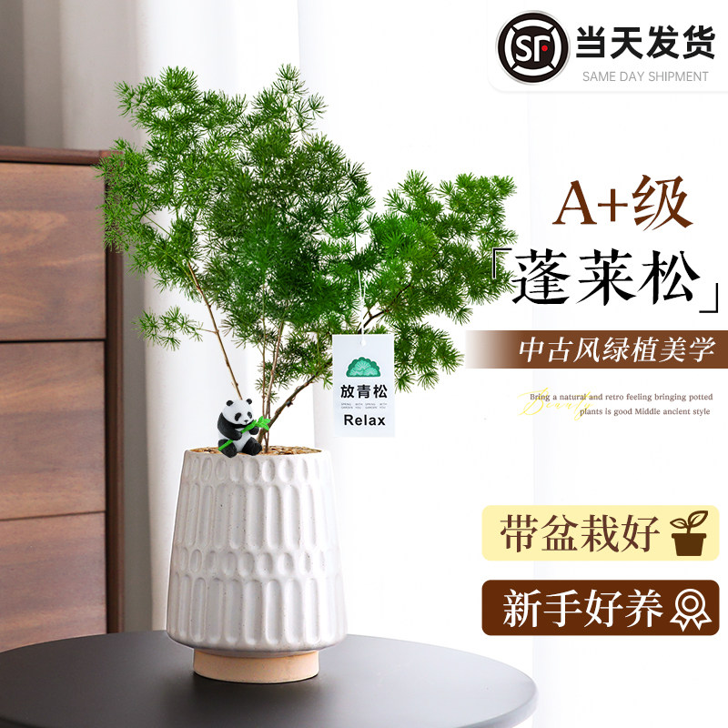 放青松蓬莱松盆栽室内绿植客厅桌面中古风办公室花卉好养易活植物
