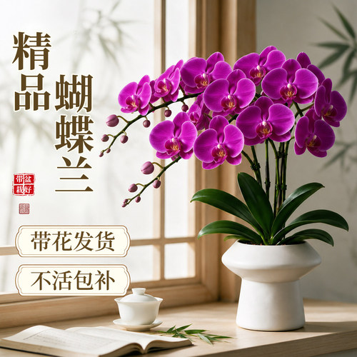 【名贵精品】蝴蝶兰盆栽绿植花卉