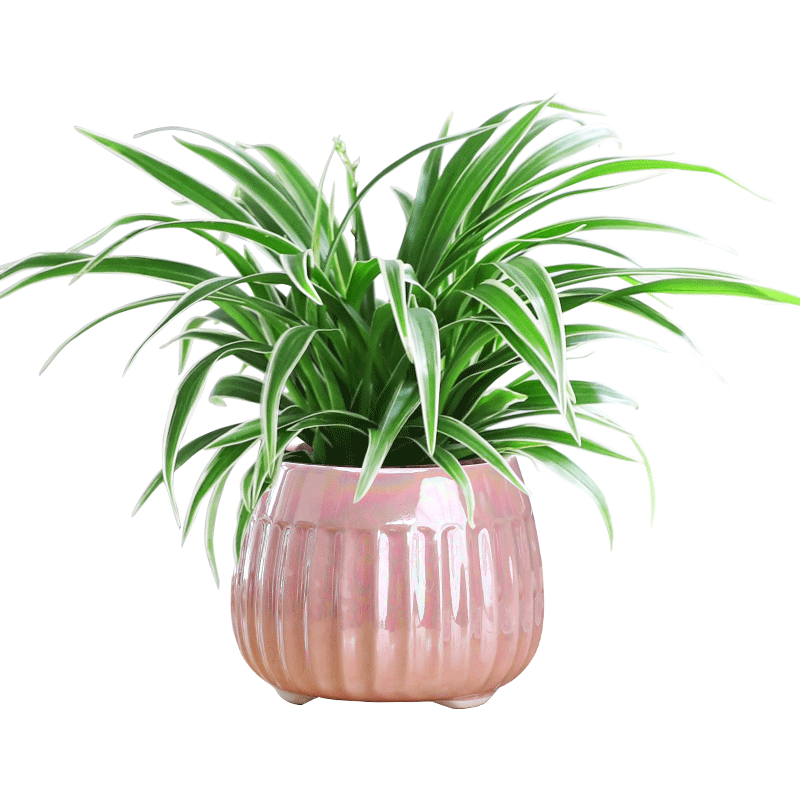 金边吊兰植物室内好养净化空气