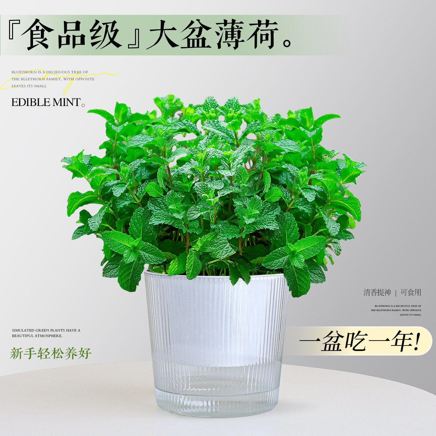 可食用大盆薄荷盆栽大苗室内迷迭香驱蚊紫苏绿植香草植物猫薄荷叶
