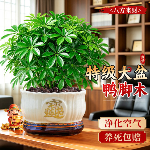 【特级招财】鸭脚木盆栽四季常青