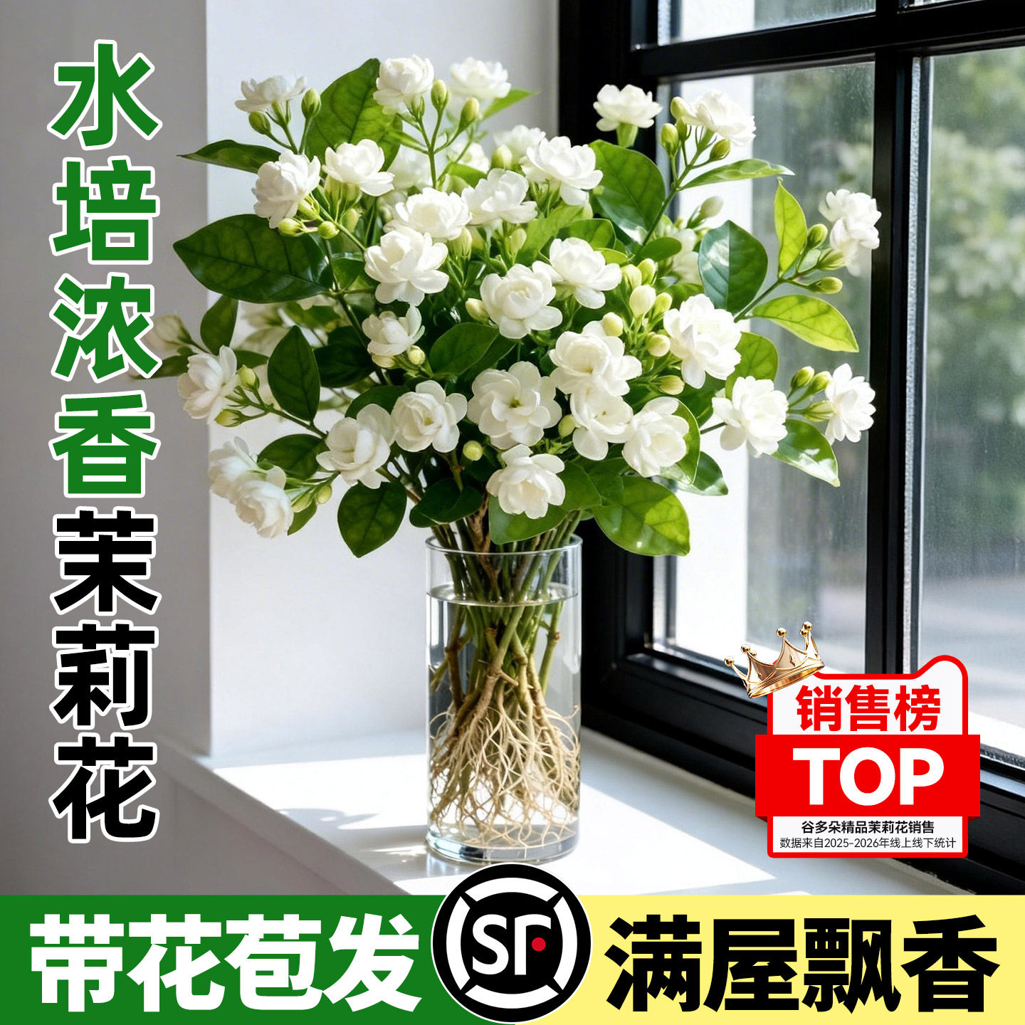 水培浓香茉莉花带花苞办公室桌面盆栽花卉好养活懒人水养鲜花绿植