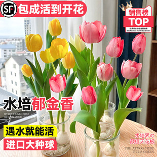 进口郁金香种球水培植物室内绿植盆栽花卉水仙百合好养活四季 开花
