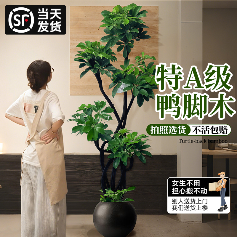 鸭脚木大盆栽室内客厅好养绿植物