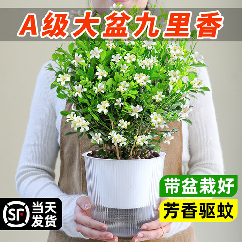 丛生九里香盆栽室内外好养活驱蚊