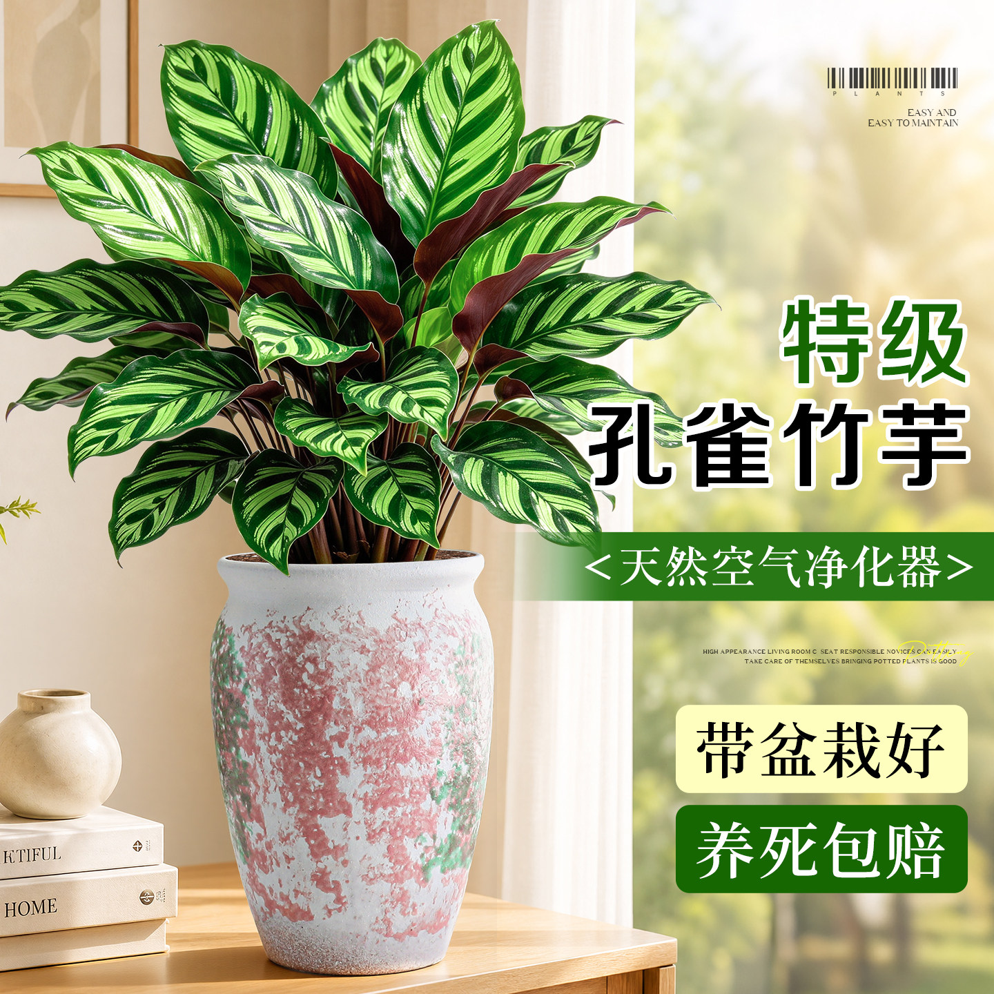 孔雀竹芋盆栽大苗新房室内客厅去异味绿植四季耐阴好养活植物海芋