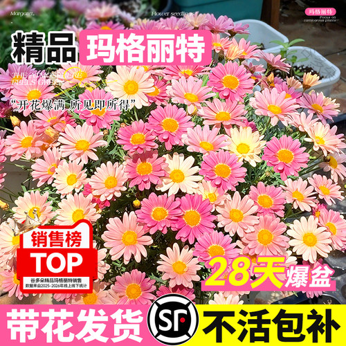【特A级】玛格丽特盆栽植物花卉