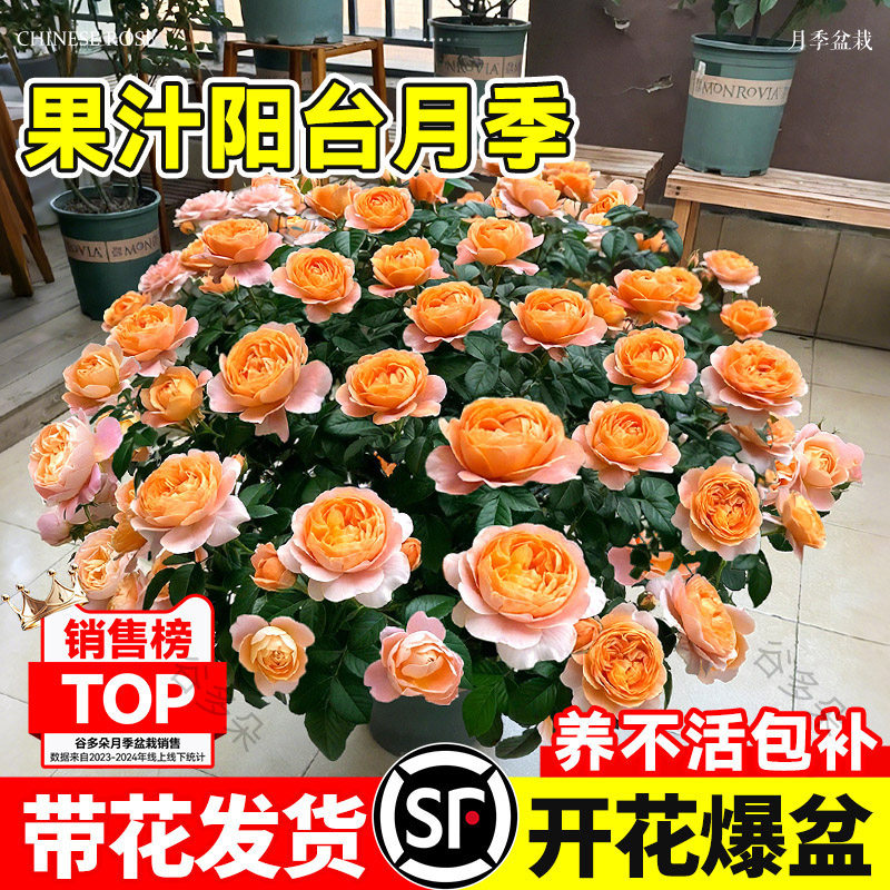 果汁阳台月季花苗盆栽带花苞四季常青花卉阳台室内玫瑰蔷薇花灌木,鲜花速递/花卉仿真/绿植园艺,月季/蔷薇/玫瑰,淘宝优惠券,粉丝福利购,淘宝优惠卷