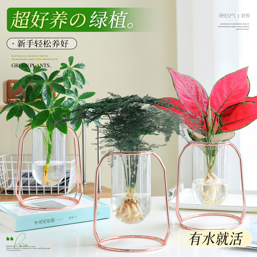 【超好养绿植】办公室水培小盆栽