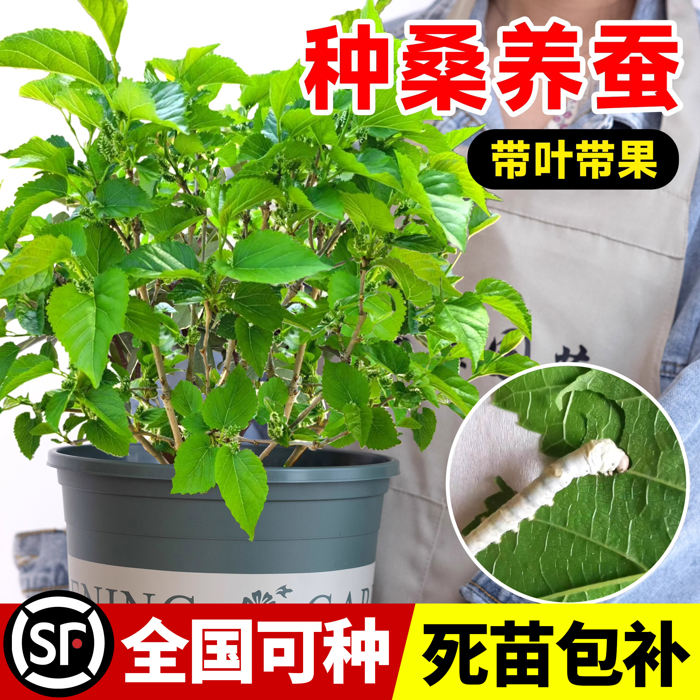 桑树活苗桑叶树苗盆栽养蚕食用桑葚大叶室内外庭院南北方四季种植