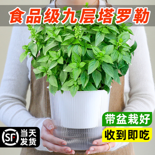 九层塔盆栽可食用大叶罗勒室内庭院大苗薄荷金不换迷迭香驱蚊植物