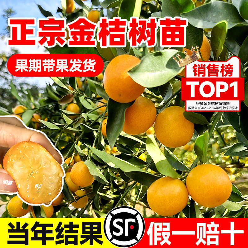 脆皮金桔树苗盆栽带果可食用果树