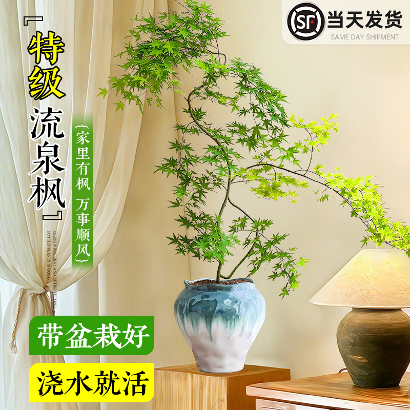流泉枫造型盆栽室内客厅新手好养
