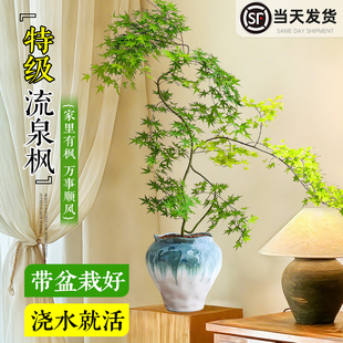 特级流泉枫造型盆栽室内客厅好养玄关盆景绿植办公室枫叶枫树植物