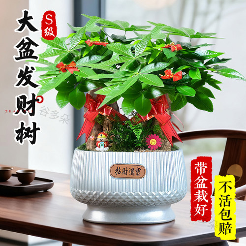 特级大盆三杆发财树绿植超好养
