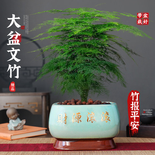 特级大盆文竹盆栽室四季常青好养