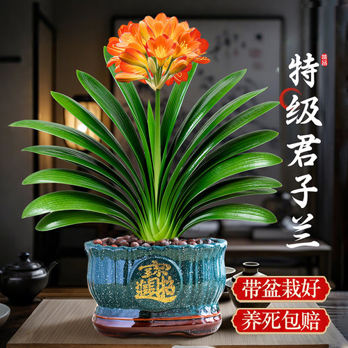 君子兰盆栽绿植植物四季好养盆景