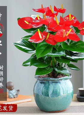 特级红掌盆栽大盆花卉植物室内绿植好养活鸿运当头多季开花景德镇