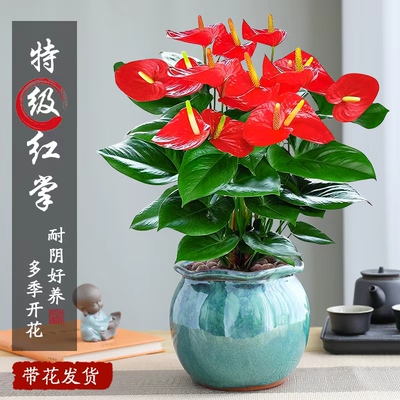 特级红掌盆栽大盆室内绿植物花卉