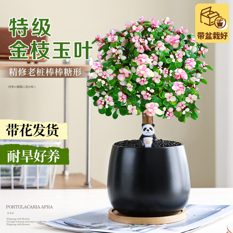 金枝玉叶盆栽老桩棒棒糖造型多肉图片