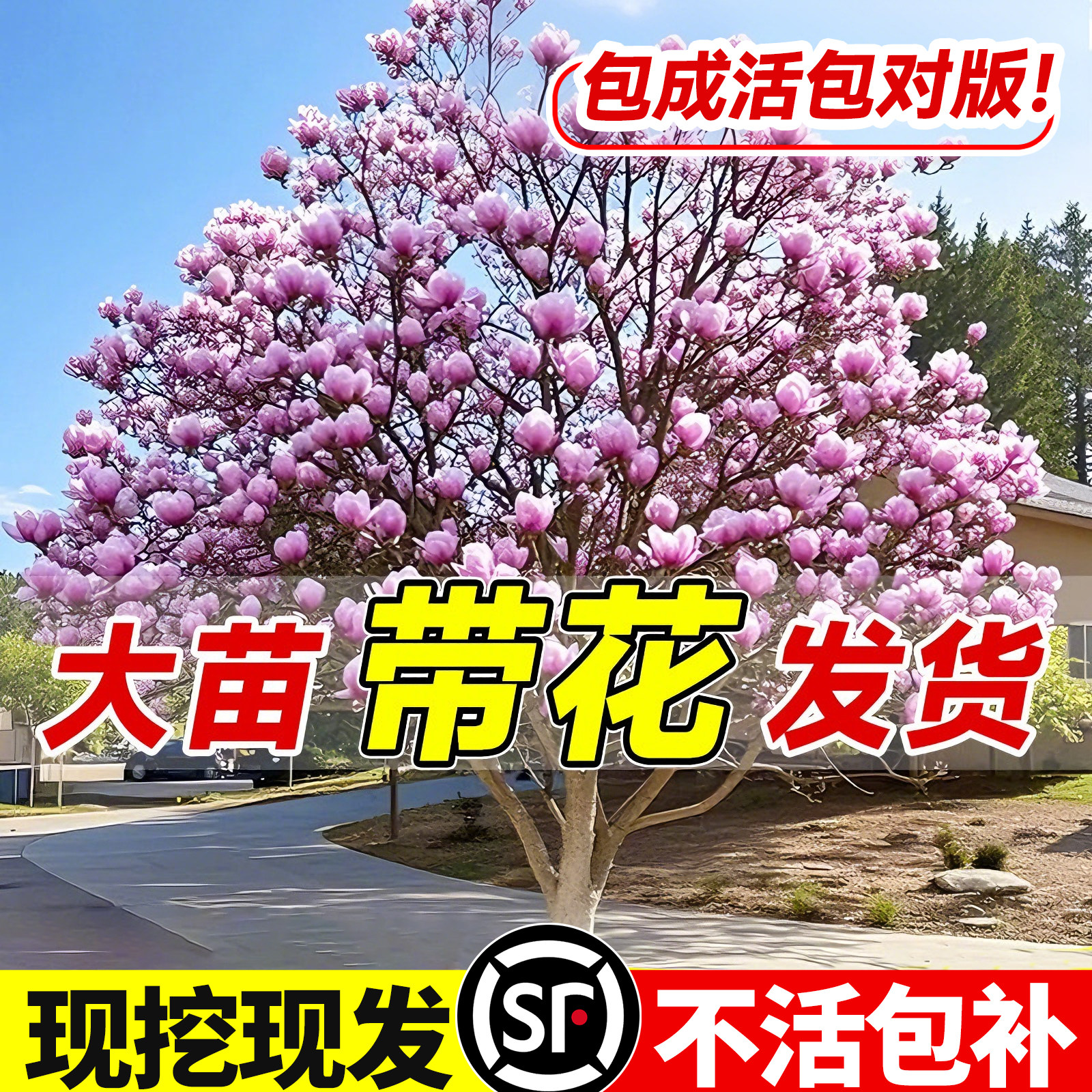 玉兰花树苗带花苞红白紫黄广二乔老桩树苗室内外庭院地栽多季开花