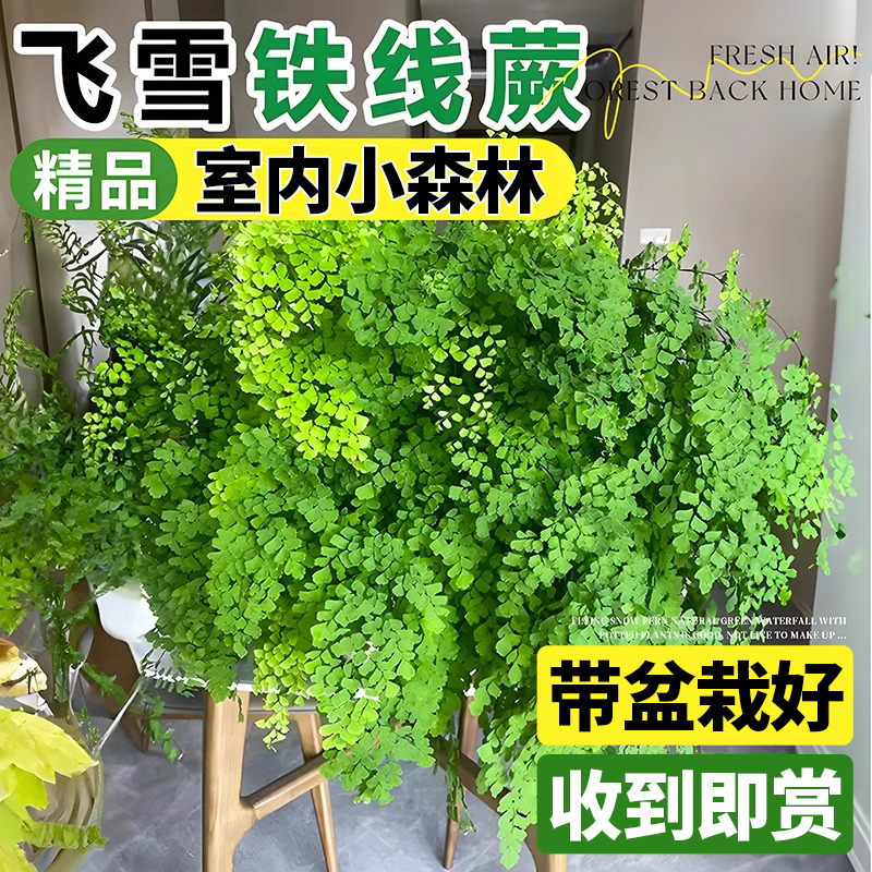 铁线蕨盆栽蕨类绿植垂吊好养耐阴