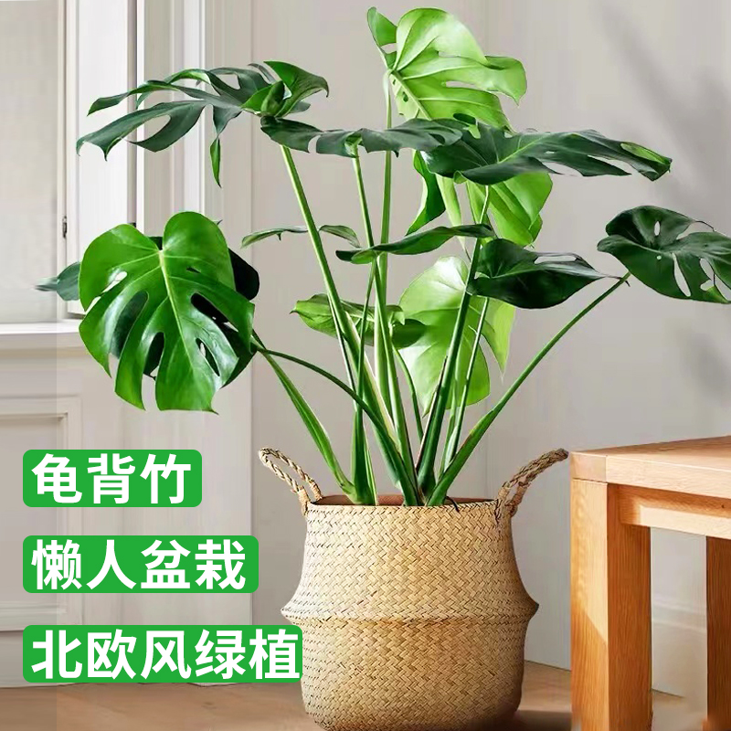 龟背竹大型盆栽绿植室内客厅办公室水培植物清新空气四季常青大叶